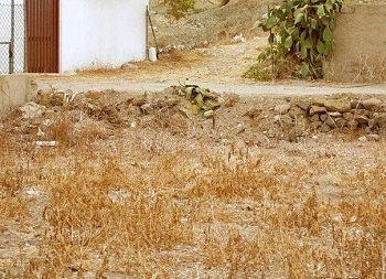 кот.jpg